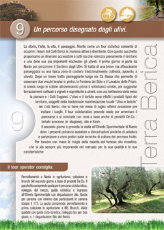 Un percorso disegnato dagli ulivi